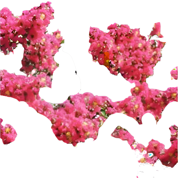 CRAPE MYRTLE  Black Diamond Mistic Magenta