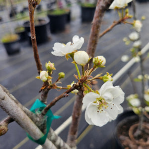 Moonglow Pear Tree producing large yellow pears with a red blush
