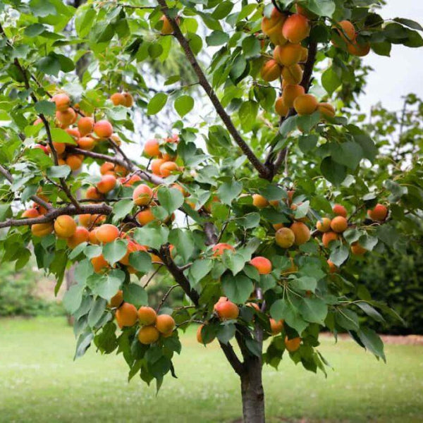 Moorpark Apricot Tree with ripe golden-orange apricots for sale at Advanced Nursery Growers in DeFuniak Springs, Florida.