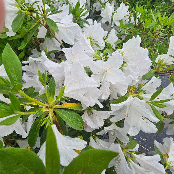Mrs. G. G. Gerbing Azalea with large white spring flowers and green foliage at Advanced Nursery Growers in DeFuniak Springs, Florida