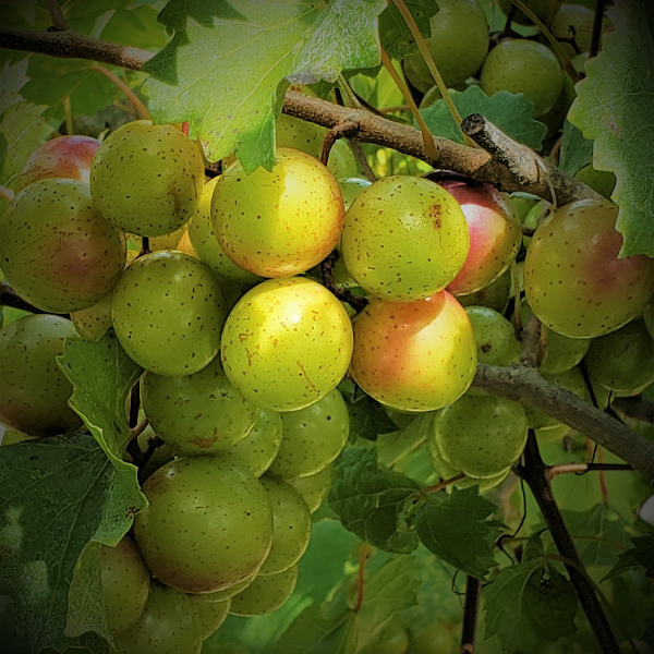MUSCADINE CLEARANCE