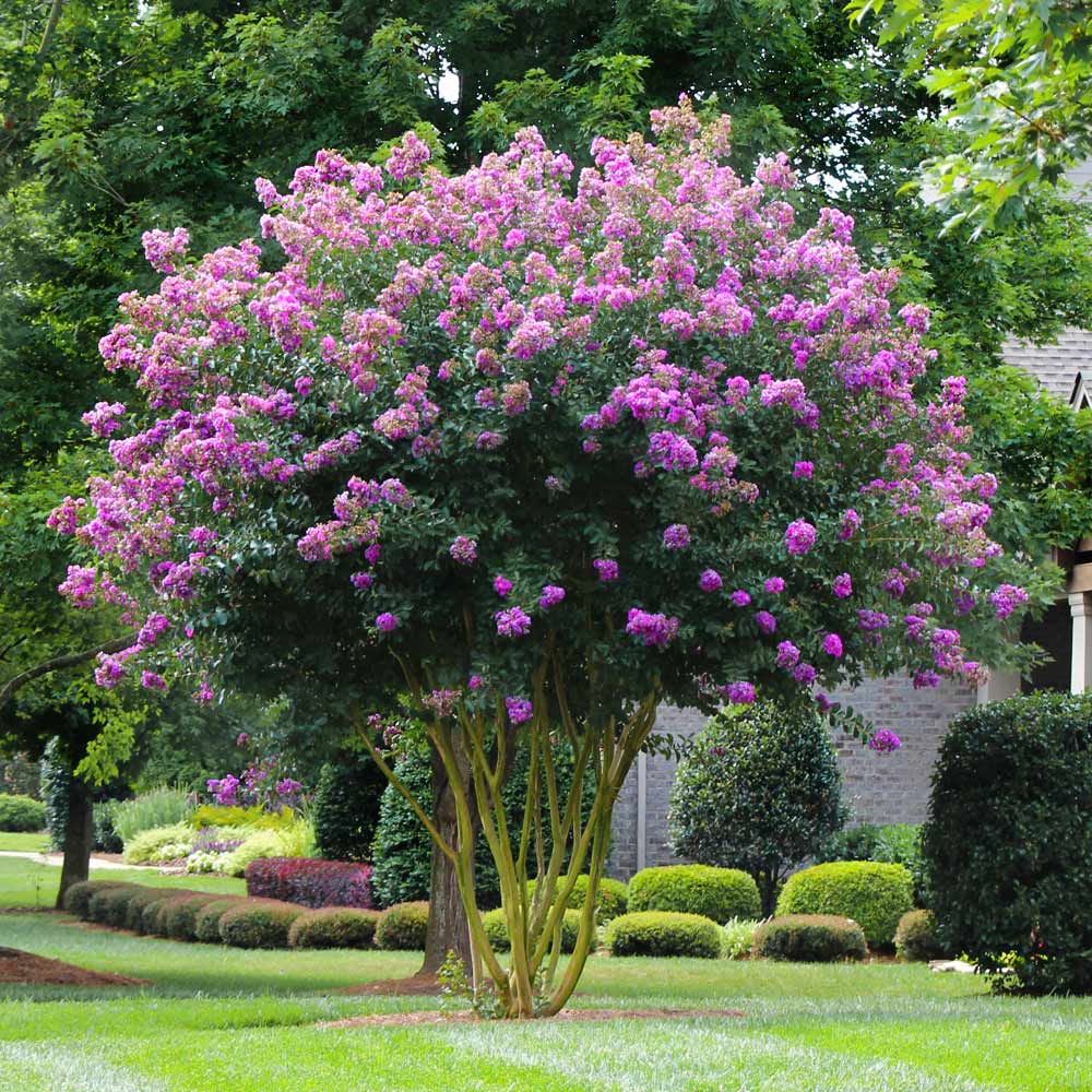 CRAPE MYRTLE MUSKOGEE