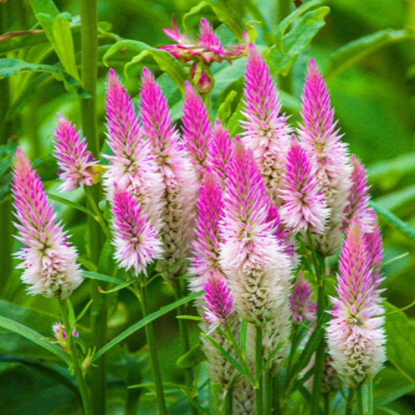 NATIVE BLAZING STAR