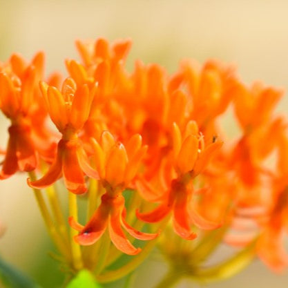 NATIVE MILKWEED ASCLEPIAS TUBERROSA