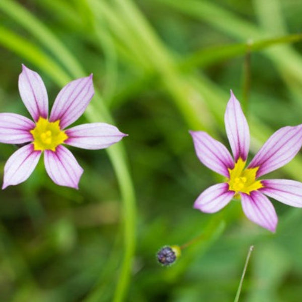 GRASS NATIVE PURPLE EYED