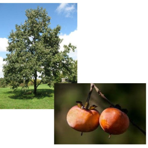 PERSIMMON AMERICAN