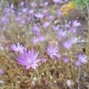 NATIVE PURPLE EYED GRASS