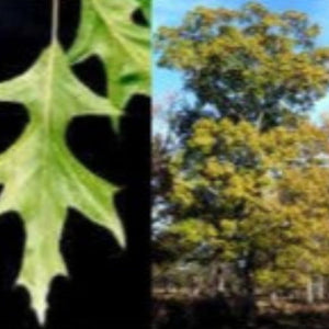 OAK NUTALL NATIVE
