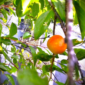 Narrowleaf Chickasaw Plum Prunus angustifolia native fruit tree for sale at Advanced Nursery Growers in DeFuniak Springs Florida