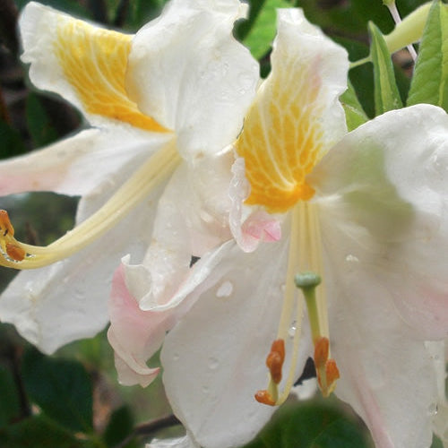 NATIVE AZALEA HIGH TIDE