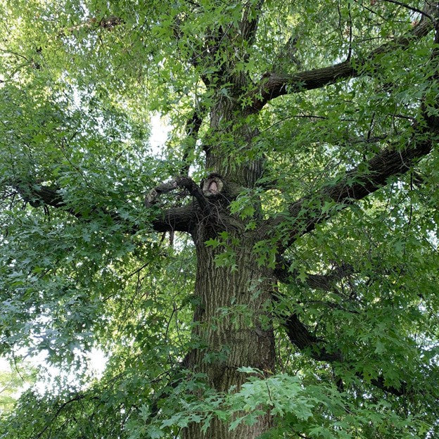Native Chinkapin Oak tree for sale at Advanced Nursery Growers in DeFuniak Springs, Florida