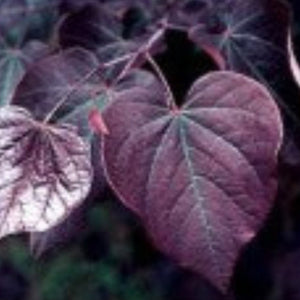 Redbud Tree