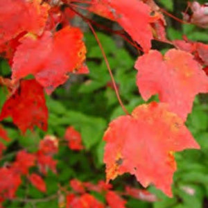 Native Red Maple tree with colorful fall foliage for sale at Advanced Nursery Growers in DeFuniak Springs, Florida