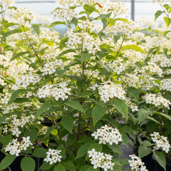 Native Roughleaf Dogwood with creamy-white flower clusters for sale at Advanced Nursery Growers in DeFuniak Springs, Florida