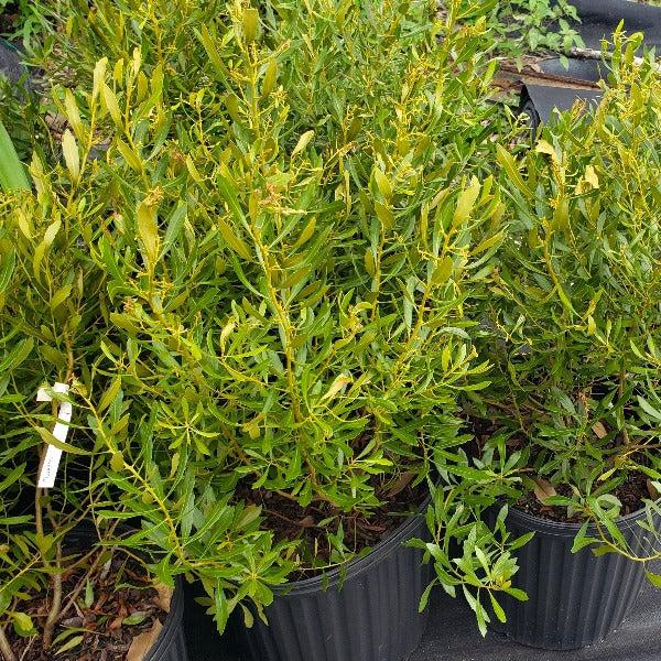 Native Wax Myrtle evergreen screening plant for sale in DeFuniak Springs, Florida