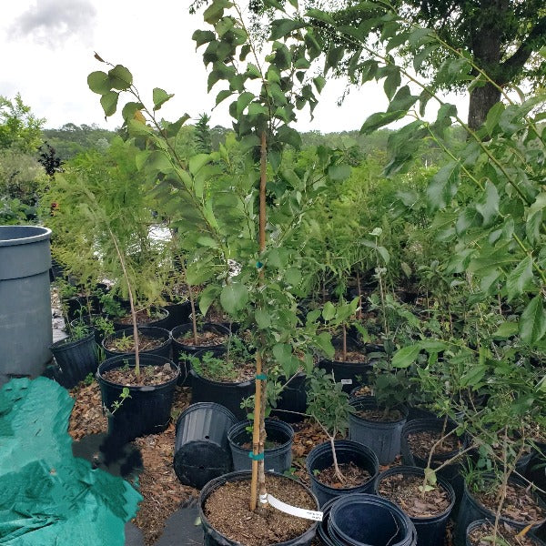 Sundollar Nectarine Tree for sale at Advanced Nursery Growers in DeFuniak Springs Florida