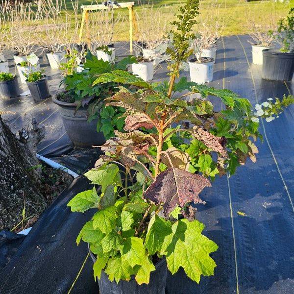 HYDRANGEA Oakleaf Hydrangea NATIVE