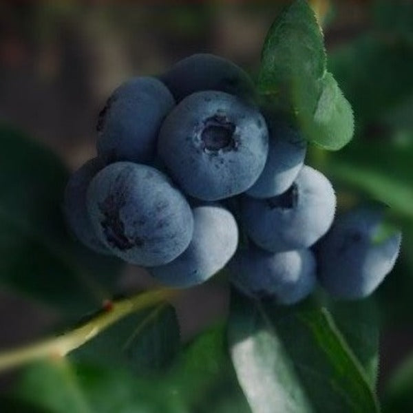 Ochlockonee rabbiteye blueberry plant with clusters of ripe blue berries