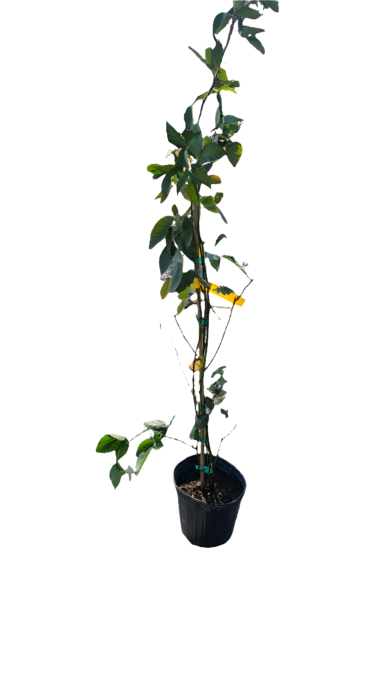Ouachita thornless blackberry plant producing firm, ripe, glossy-black berries