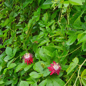 PASSION VINE NATIVE