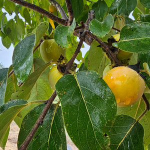 Gordon Geneva Long persimmon tree for North Florida at Advanced Nursery Growers in DeFuniak Springs FL
