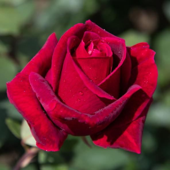 Rosa ‘Mr. Lincoln’ | Fragrant Red Hybrid Tea Rose for North Florida