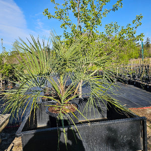 bundaberg wholesale palms & plants Advanced Nursery Growers: Elevating Expertise in the Horticultural Sector