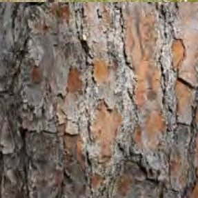 LONG LEAF PINE