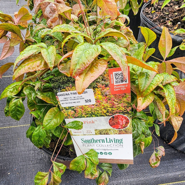 Advanced Nursery Growers: Elevating Expertise in the Horticultural Sector