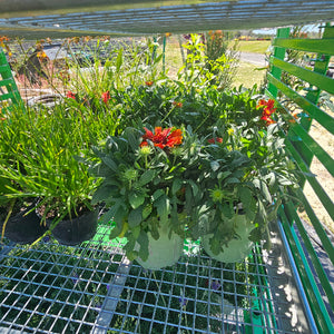 GAILLARDIA SPINTOP YELLOW TOUCH