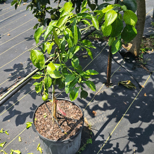 CITRUS RUBY RAY GRAPEFRUIT