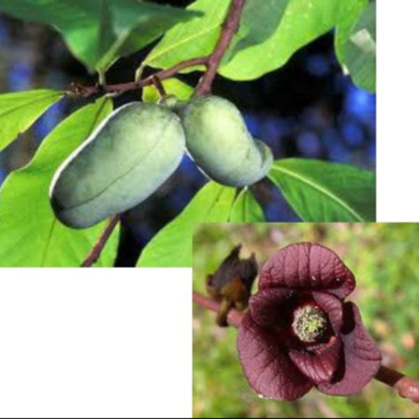 Pawpaw Fruit Tree for sale at Advanced Nursery Growers in DeFuniak Springs Florida