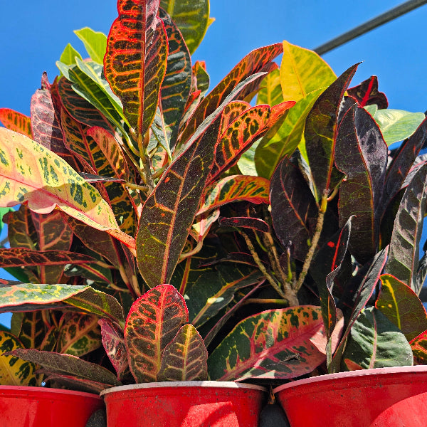 CROTON Petra