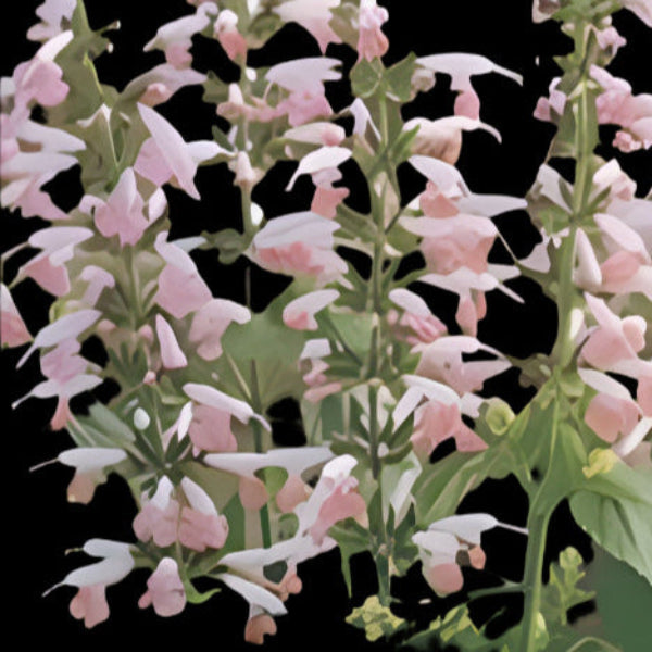 Salvia PINK Summer Jewel