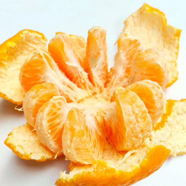 Ponkan Tangerine Tree Citrus reticulata Ponkan for North Florida at Advanced Nursery Growers in DeFuniak Springs FL