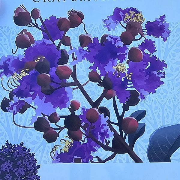 CRAPE MYRTLE Black Diamond Purely Purple