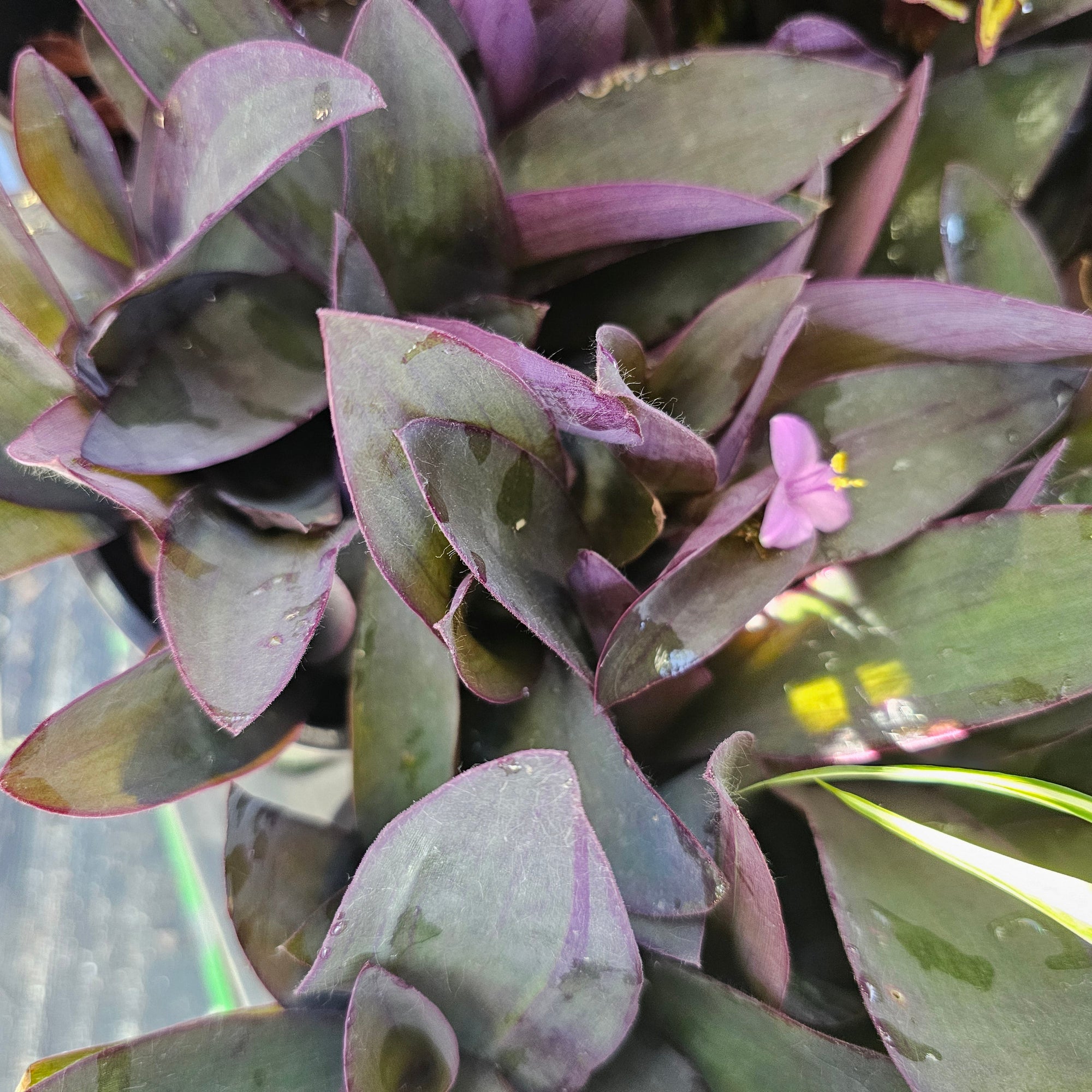 PURPLE QUEEN