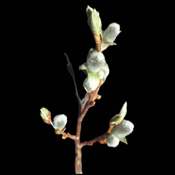 PUSSY WILLOW Salix discolor