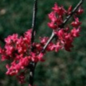 EASTERN REDBUD TREE NATIVE