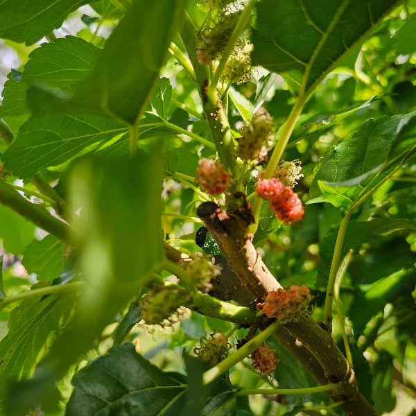 Mulberry Red Ranch Advanced Nursery Growers: Elevating Expertise in the Horticultural Sector