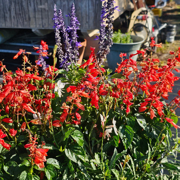 Advanced Nursery Growers: Elevating Expertise in the Horticultural
