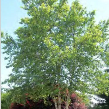 RIVER BIRCH