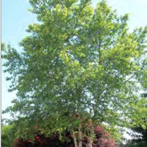RIVER BIRCH