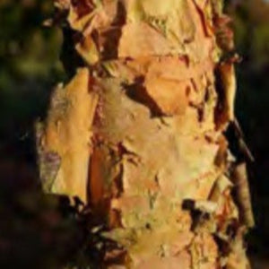 RIVER BIRCH