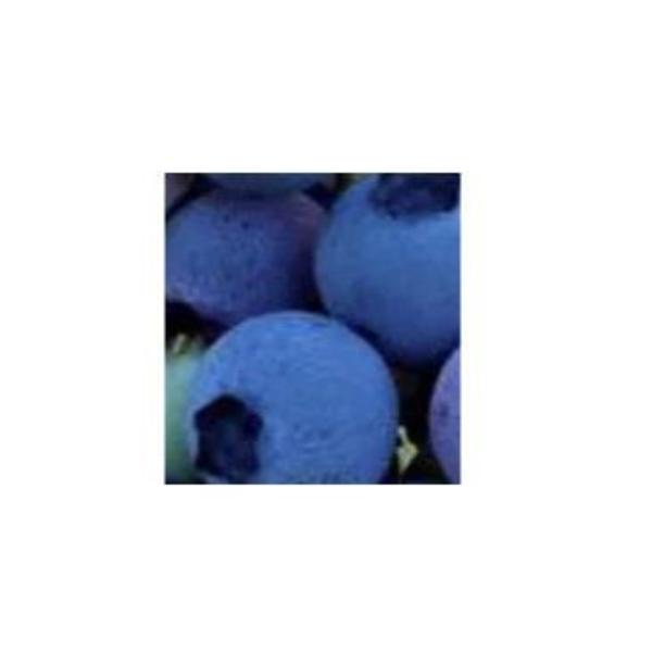 BLUEBERRY REBEL