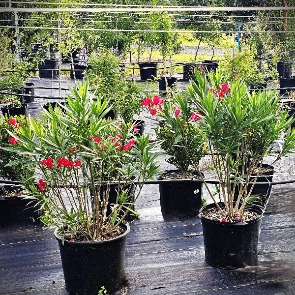 Oleander Cardinal Red