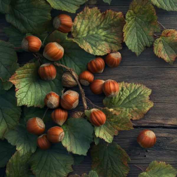 NUT TREE HAZELNUT NATIVE