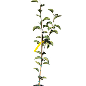 Scarlet Beauty Plum Tree for sale at Advanced Nursery Growers in DeFuniak Springs Florida