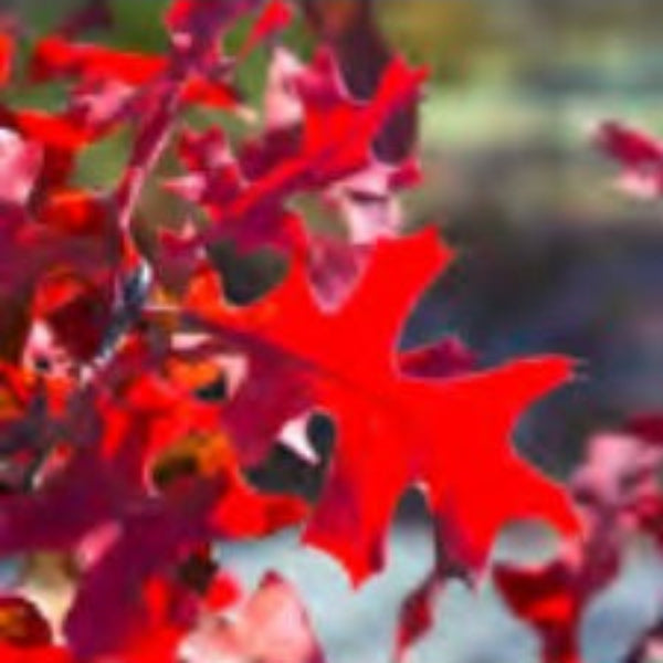 SHUMARD RED OAK NATIVE