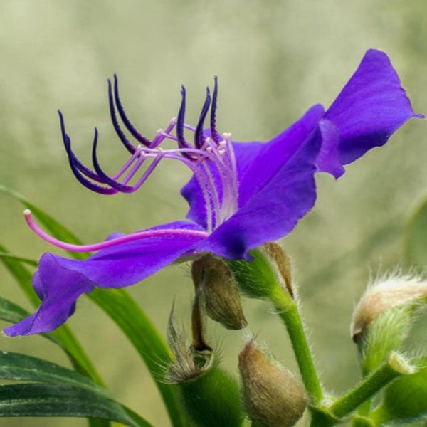 NATIVE SPIDERWORT